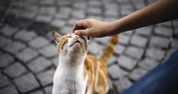 Що за човек си ти, който изпитваш удоволствие да убиваш животни?