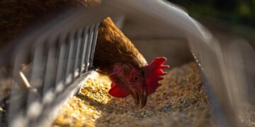 Нарушения в птицеферма в Крамолин, наложиха забрани
