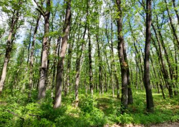 По-малко нарушения в горите на Централна Северна България през месец май
