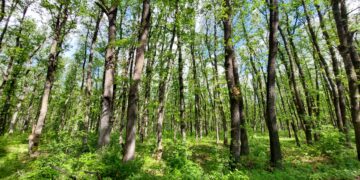 По-малко нарушения в горите на Централна Северна България през месец май