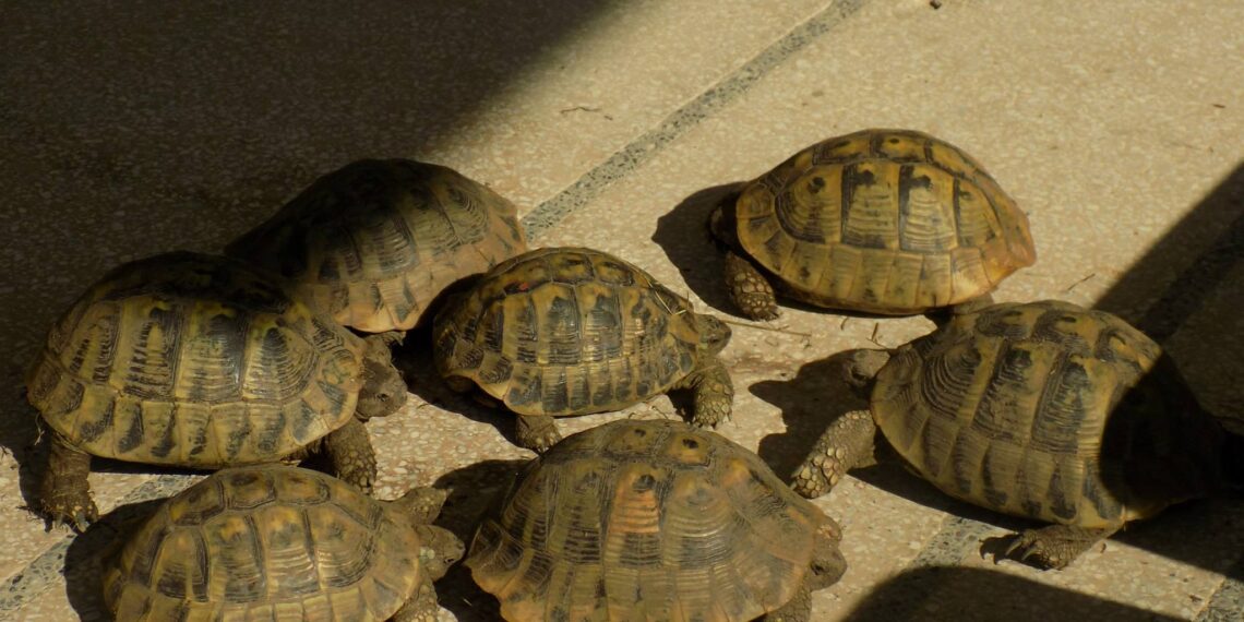 Седем сухоземни костенурки иззеха от частен имот в с. Петко Славейков