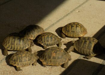 Седем сухоземни костенурки иззеха от частен имот в с. Петко Славейков