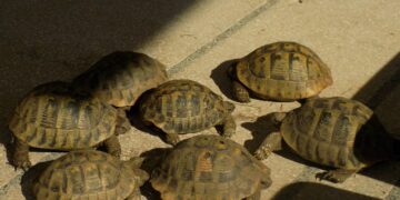 Седем сухоземни костенурки иззеха от частен имот в с. Петко Славейков