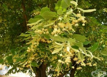 Забраниха брането на липов цвят