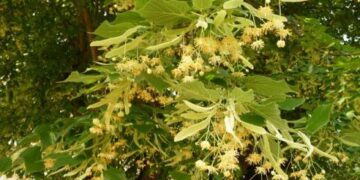 Забраниха брането на липов цвят