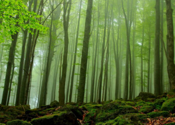 Буковите гори на Национален парк “Централен Балкан” бяха представени в Париж