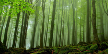 Буковите гори на Национален парк “Централен Балкан” бяха представени в Париж