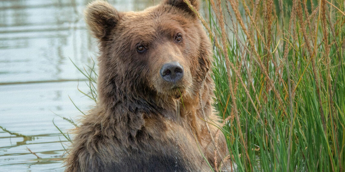 Броят мечките у нас, за първи път – чрез ДНК-анализ на екскременти