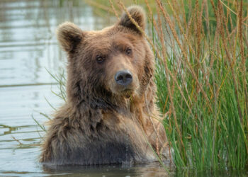 Броят мечките у нас, за първи път – чрез ДНК-анализ на екскременти