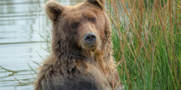 Броят мечките у нас, за първи път – чрез ДНК-анализ на екскременти