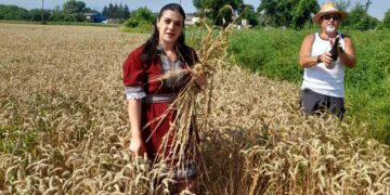 Жътвата започна с обред и надежда за богата реколта в ЗППК “Росица” – Севлиево