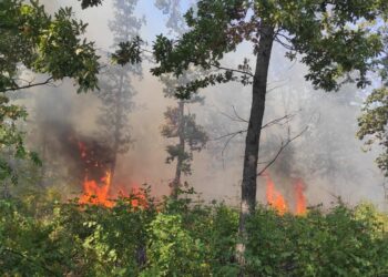 1 522 дка гори са изгорели през юли в Централна Северна България
