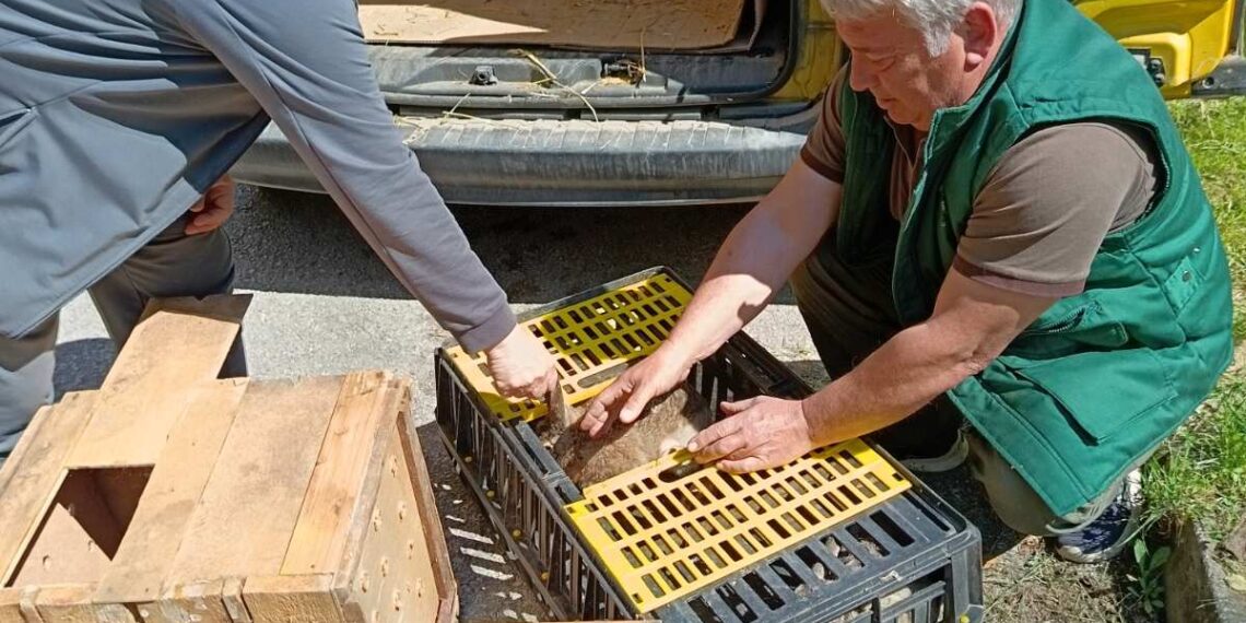 С диви зайци обогатиха ловните ни полета