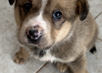 Росен Христов: “Да бъде записано черно на бяло, че изхвърлянето на домашни животни е престъпление, равностойно на изхвърлянето на дете”