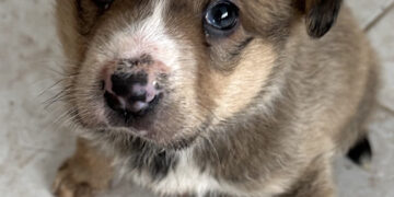 Росен Христов: “Да бъде записано черно на бяло, че изхвърлянето на домашни животни е престъпление, равностойно на изхвърлянето на дете”