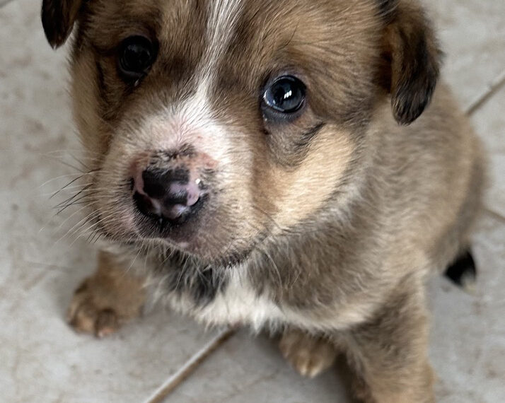 Росен Христов: “Да бъде записано черно на бяло, че изхвърлянето на домашни животни е престъпление, равностойно на изхвърлянето на дете”