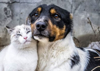 Евродепутатите предлагат по-строги правила на ЕС за хуманно отношение към кучета и котки