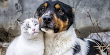 Евродепутатите предлагат по-строги правила на ЕС за хуманно отношение към кучета и котки