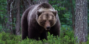 В Севлиевско – осем сигнала за нападения на мечки само през юли