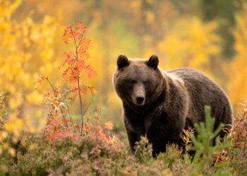 Мечка обикаля в центъра на Троян! В Севлиевско и Габровско това вече не е новина