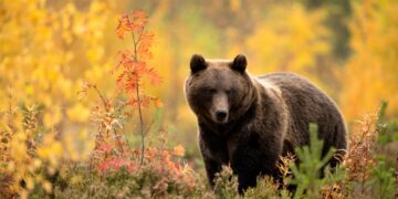 Мечка обикаля в центъра на Троян! В Севлиевско и Габровско това вече не е новина