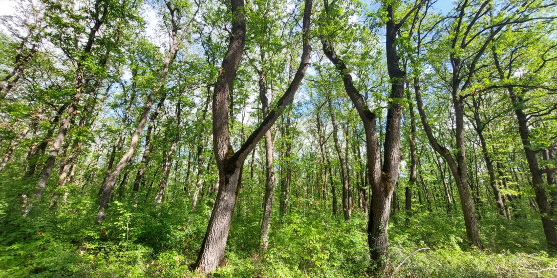Запазва се тенденцията за минимален брой нарушения в горите на Централна Северна България