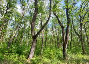 Запазва се тенденцията за минимален брой нарушения в горите на Централна Северна България
