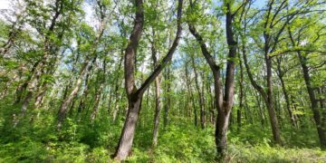 Запазва се тенденцията за минимален брой нарушения в горите на Централна Северна България