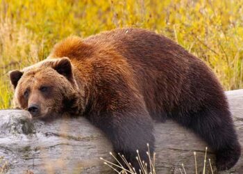 В района на Душевски колиби е отстреляна мечка