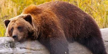 В района на Душевски колиби е отстреляна мечка