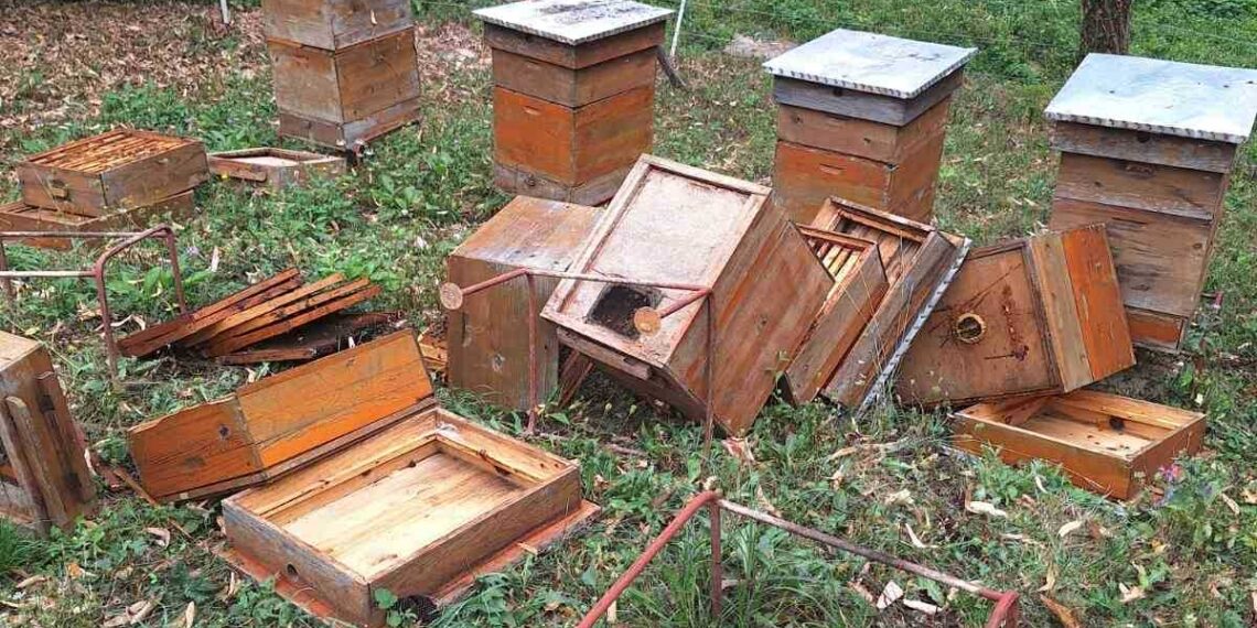 Таня Марчева: “Нощес за четвърти път мечката унищожава пчелина ми”