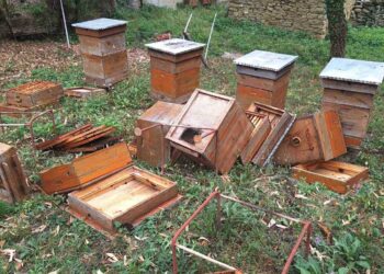 Таня Марчева: “Нощес за четвърти път мечката унищожава пчелина ми”