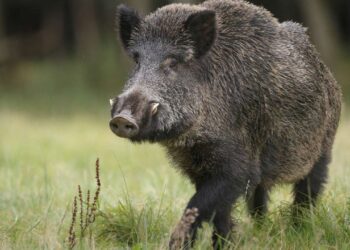 Без нарушения започна ловният сезон за местен дребен дивеч и групов лов на дива свиня в обхвата на СЦДП-Габрово