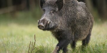 Без нарушения започна ловният сезон за местен дребен дивеч и групов лов на дива свиня в обхвата на СЦДП-Габрово