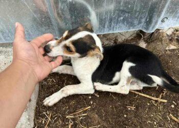 Броят на бездомните кучета по улиците на Севлиево се увеличава ежедневно