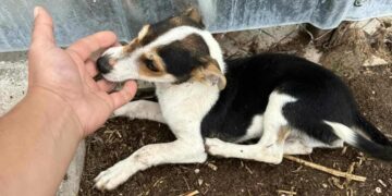 Броят на бездомните кучета по улиците на Севлиево се увеличава ежедневно