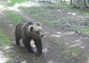 Колко са мечките в община Севлиево?