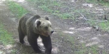 Колко са мечките в община Севлиево?