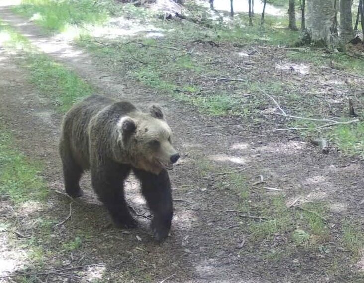 Колко са мечките в община Севлиево?