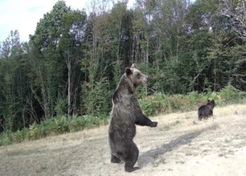 Колко са мечките в община Севлиево?