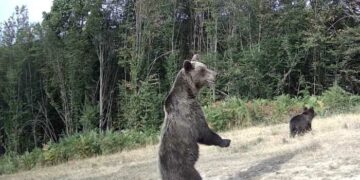 Колко са мечките в община Севлиево?