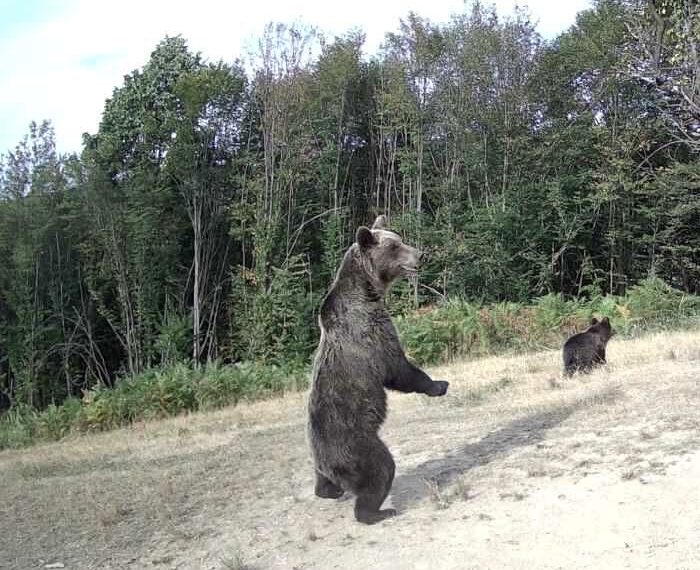 Колко са мечките в община Севлиево?