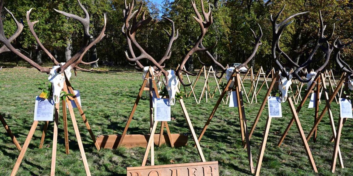 Популациите на благороден елен и елен лопатар в България са стабилни и се увеличават