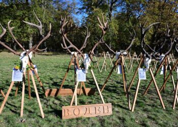 Популациите на благороден елен и елен лопатар в България са стабилни и се увеличават