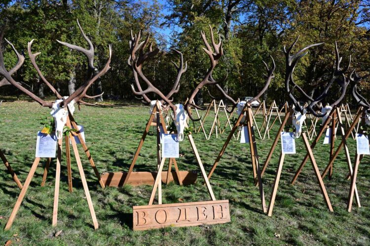 Популациите на благороден елен и елен лопатар в България са стабилни и се увеличават