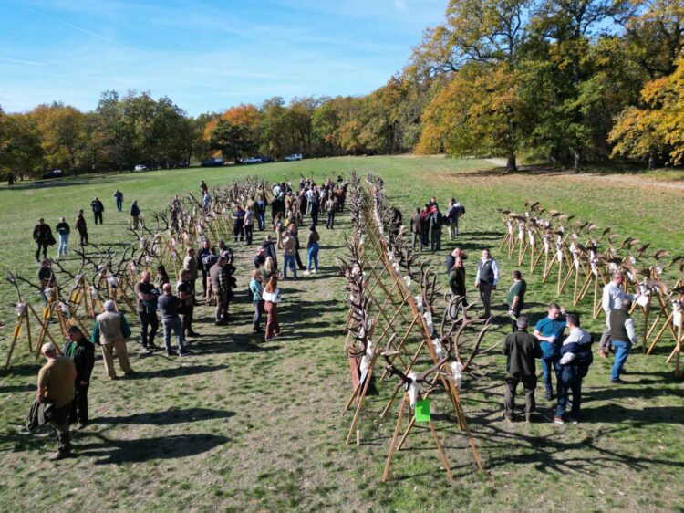 Популациите на благороден елен и елен лопатар в България са стабилни и се увеличават