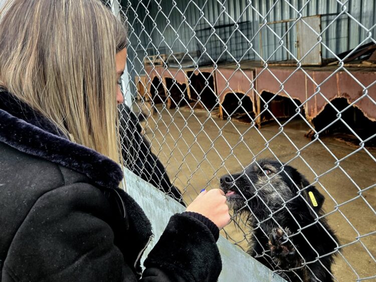 Ученици обещаха не само да събират пари за бездомни кучета, но и да се грижат за тях