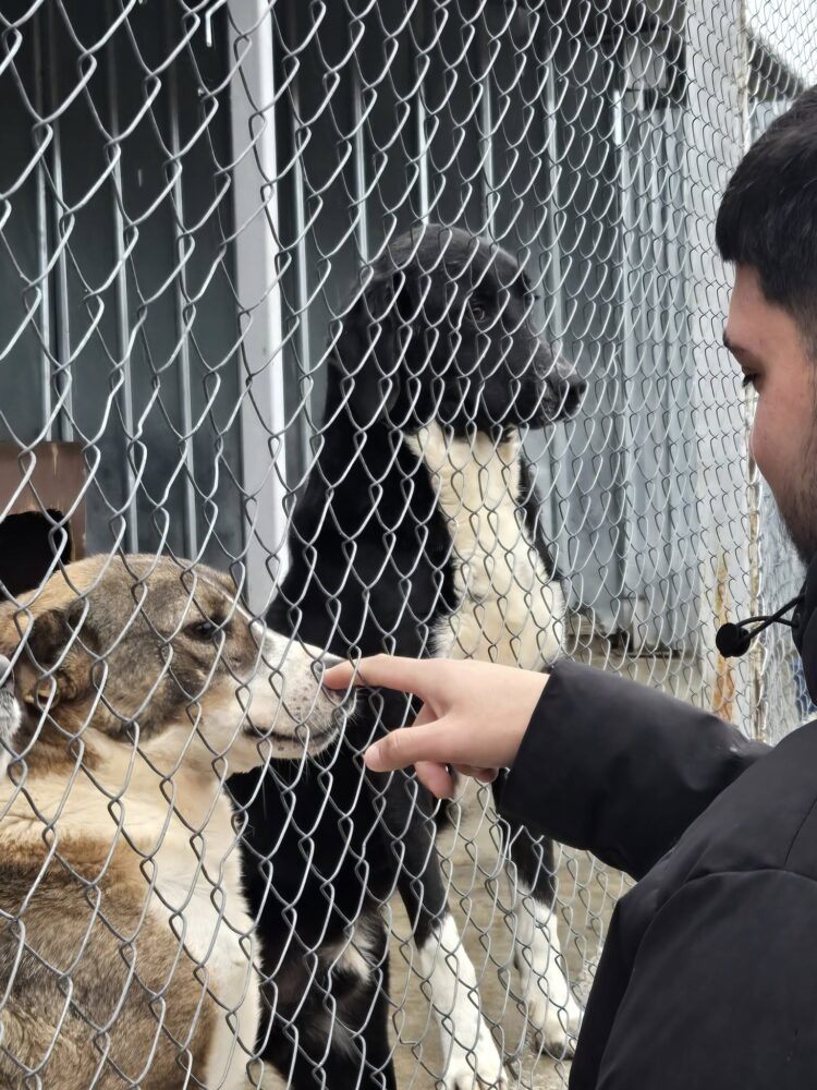 Ученици обещаха не само да събират пари за бездомни кучета, но и да се грижат за тях