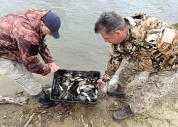 Малки шаранчета заплуваха в р. Росица и яз. “Александър Стамболийски”