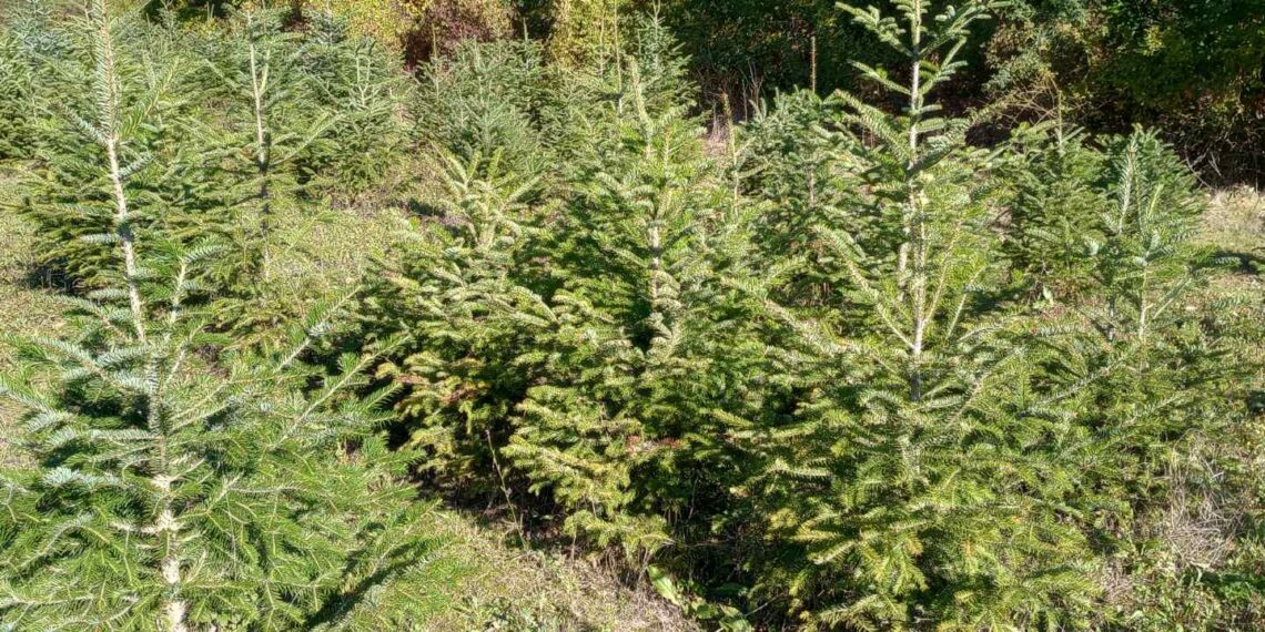 Северноцентралното държавно предприятие пусна в продажба близо 1 300 коледни дръвчета